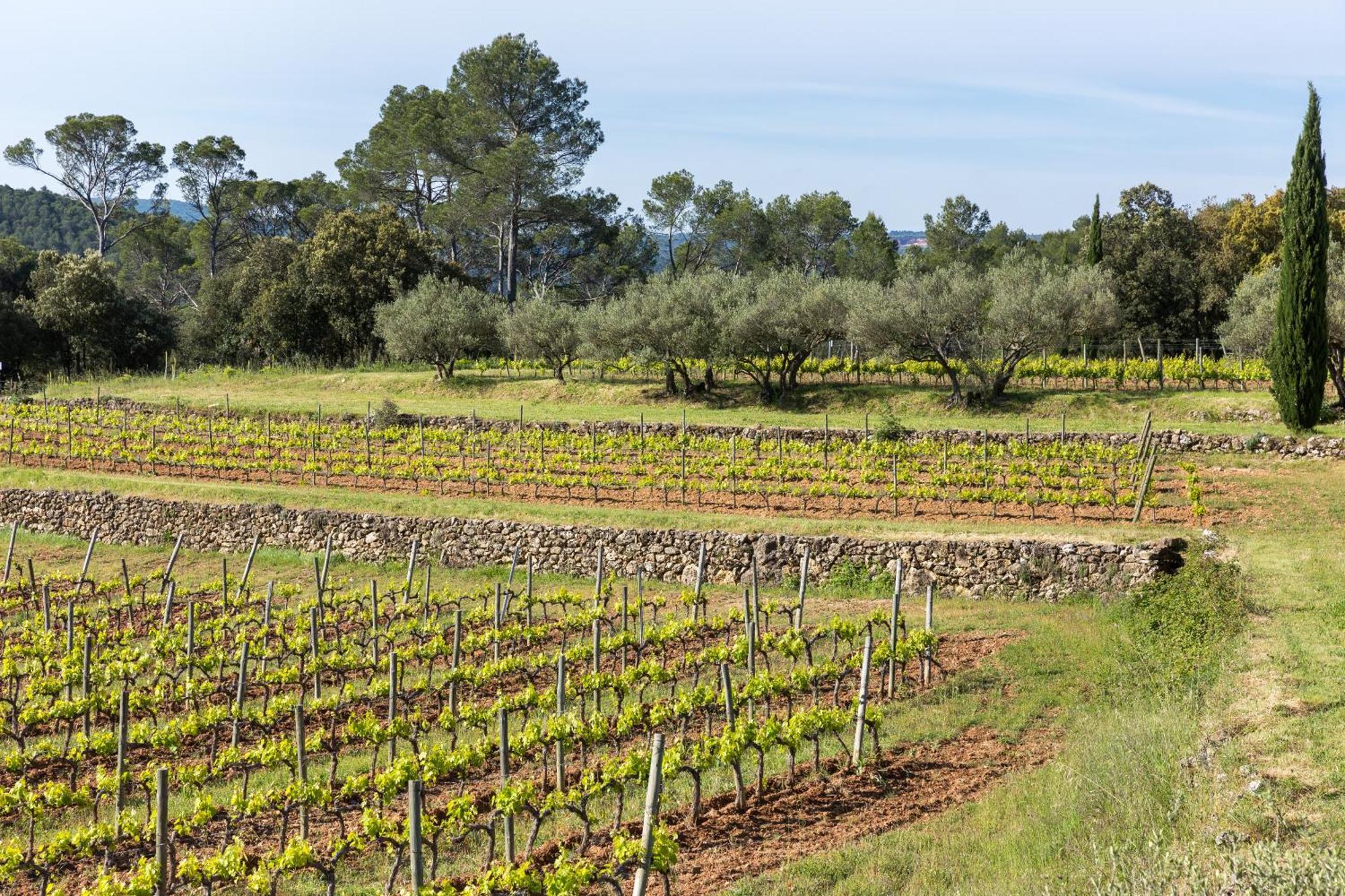 Domaine Du Clos D'Alari-Chambres D'Hotes Au Milieu Des Vignes Saint-Antonin-du-Var Exteriér fotografie