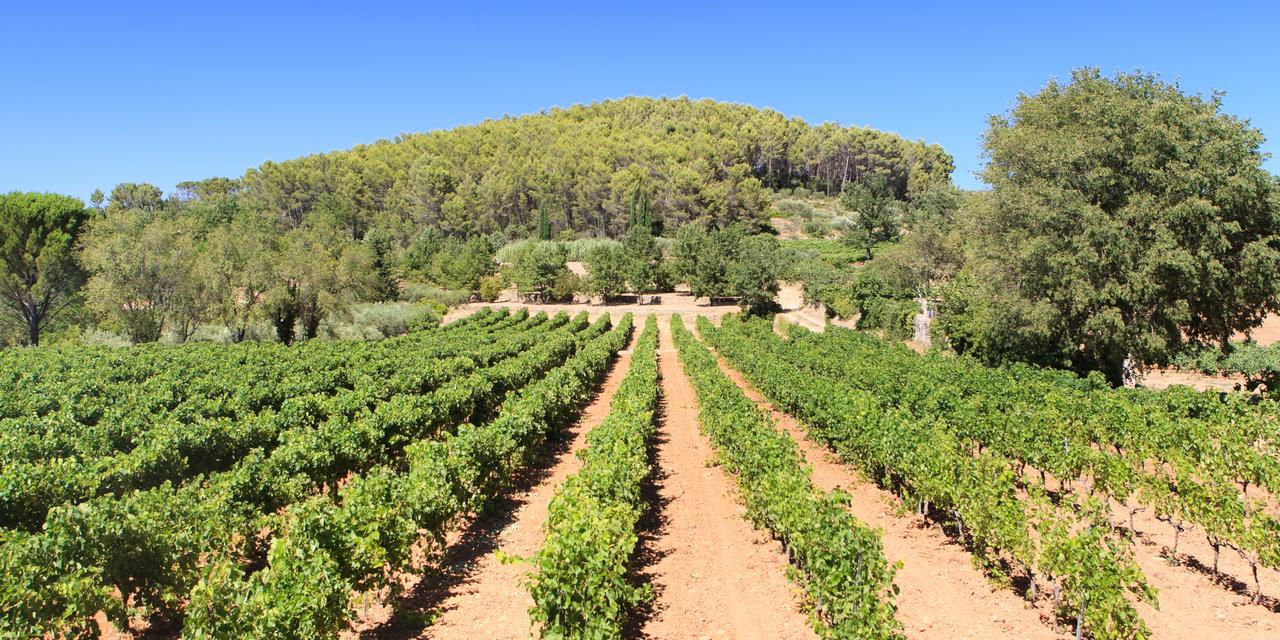 Domaine Du Clos D'Alari-Chambres D'Hotes Au Milieu Des Vignes Saint-Antonin-du-Var Exteriér fotografie